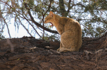 African wildcat sitting in a tree and yawning, Kalahari (Kgalagadi)