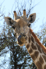 Giraffe with tongue in nostril, Kalahari (Kgalagadi)