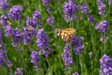 Painted Lady (Vanessa cardui) butterfly perched on lavender in Zurich, Switzerland
