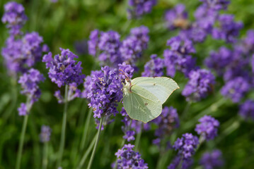 Common brimstone butterfly (Gonepteryx rhamni) sitting on lavender in Zurich, Switzerland