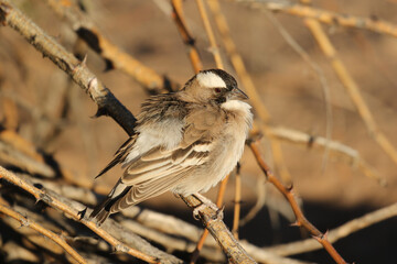 White-browed Sparrow-weaver sitting in the early morning winter sun, Kalahari (Kgalagadi)