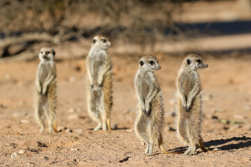 Meerkat standing in the morning sun, Kalahari (Kgalagadi)