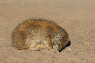 Yellow Mongoose in the winter morning sun in the Kalahari (Kgalagadi)