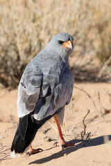 Pale Chanting Goshawk, Kalahari (Kgalagadi)