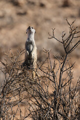 Meerkat sentry sitting in a bush, Kalahari (Kgalagadi)