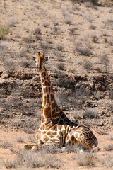 Giraffe in the Kalahari (Kgalagadi)