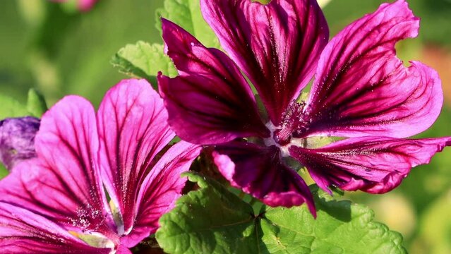 purple wild flower Blooming
