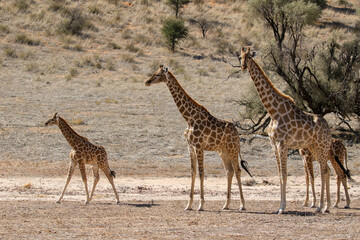 Giraffe in the Kalahari (Kgalagadi)