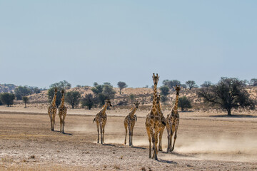 Naklejka na ściany i meble Giraffe in the Kalahari (Kgalagadi)