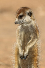 Meerkat standing in the morning sun, Kalahari (Kgalagadi)