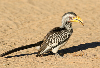 African Yellow-Billed Hornbill, Kalahari (Kgalagadi)