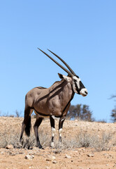 Gemsbok for Oryx in the Kalahari (Kgalagadi)