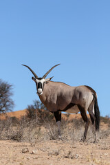Gemsbok or Oryx in the Kalahari (Kgalagadi)