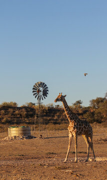 Giraffe and windpomp in the Kalahari at sunset (Kgalagadi)