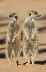 Meerkat standing in the morning sun, Kalahari (Kgalagadi)
