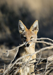 Black-backed Jackal, Kalahari (Kgalagadi)