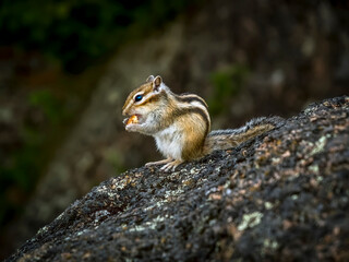 Chipmunk sitting on a rock and eating a cookie while holding it with its paws.