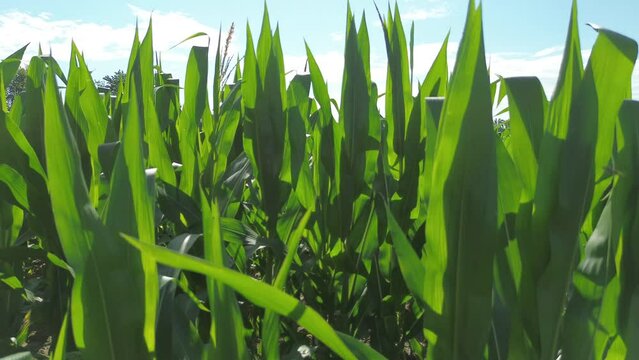 Young Corn Field in the Morning