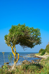 Markanter Baum an der Felsenküste zwischen Helligpeder und Teglkås am Bornholmer...