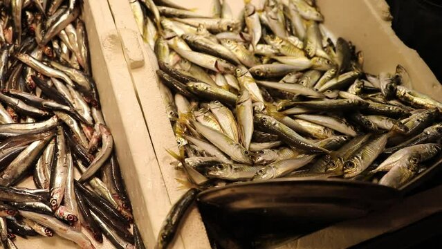 
assortment of fish on the counter