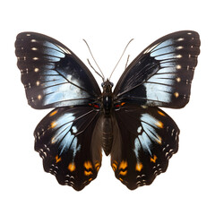 glassy black Butterfly, isolated Background, top view