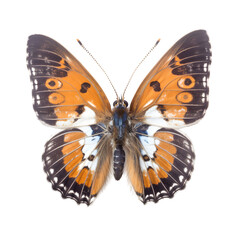 lesser wanderer, Butterfly, isolated Background, top view