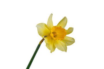 Fototapeta na wymiar beautiful yellow flowers daffodils in a vase on a white background