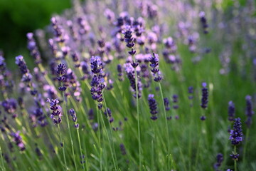 Lavender flower background with beautiful purple colors and bokeh lights. Blooming lavender in a field сlose up. Selective focus. The concept of sustainable development. nature conservation