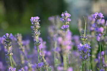 Lavender flower background with beautiful purple colors and bokeh lights. Blooming lavender in a field сlose up. Selective focus. The concept of sustainable development. nature conservation