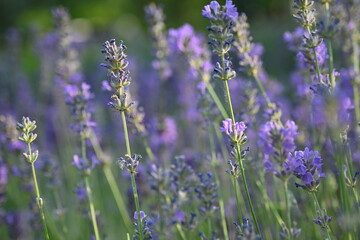 Lavender flower background with beautiful purple colors and bokeh lights. Blooming lavender in a field сlose up. Selective focus. The concept of sustainable development. nature conservation