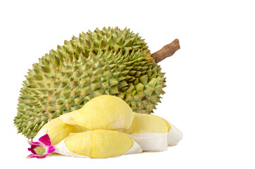 Golden yellow fresh durian flesh and durian fruit. isolated on white background.