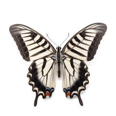 Zebra, Butterfly, isolated Background, top view