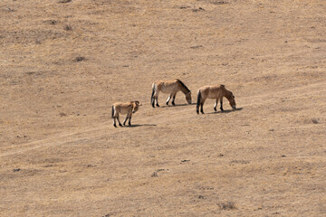 Przewalski horses are roaming free in Hustai National Park, Mongolia