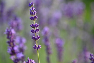 Lavender flowers close up, purple lavender field close up, 
abstract soft floral background. Soft focus. The concept of flowering, spring, summer, holiday. Great image for cards, banners.
