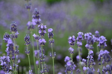 Lavender flowers close up, purple lavender field close up, 
abstract soft floral background. Soft focus. The concept of flowering, spring, summer, holiday. Great image for cards, banners.