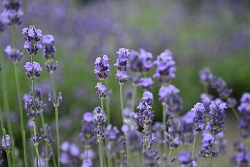 Lavender flowers close up, purple lavender field close up, 
abstract soft floral background. Soft focus. The concept of flowering, spring, summer, holiday. Great image for cards, banners.