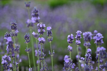 Lavender flowers close up, purple lavender field close up, 
abstract soft floral background. Soft focus. The concept of flowering, spring, summer, holiday. Great image for cards, banners.