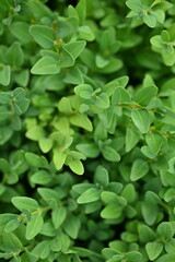 sustainable development concept, Close-up of green persimmon leaves, natural background, 