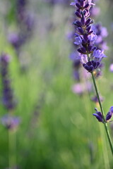 Lavender flowers close up, purple lavender field close up, 
abstract soft floral background. Soft focus. The concept of flowering, spring, summer, holiday. Great image for cards, banners.