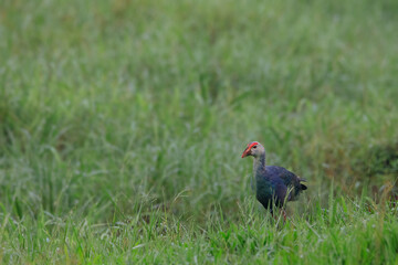 Colorful Purple Swamphen with big foot and long fingers wolking and feeding on the seashore. Porphyrio porphyrio