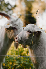 Eid -ul adha goat sheep qurbani animal White goats in a meadow of a goat farm. White goats in summer vibes
