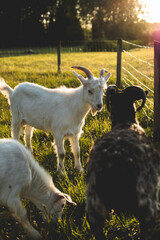 White goats graze together with a black horned ram in green grass in the warm light of a summer sunset.