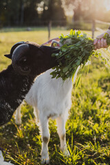 woman's hand feeding green grass clover to a black horned goat in green grass in warm sunset summer light.