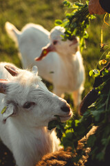 white goat eating green grass and a clover given to it by its owner in the light of a warm summer sunset. close up.