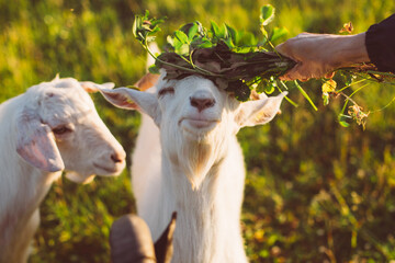 white goat eating green grass and a clover given to it by its owner in the light of a warm summer sunset. close up.