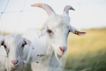 Close-up portrait of a white antlered goat looking directly into the camera in the warm evening light of a summer sunset.