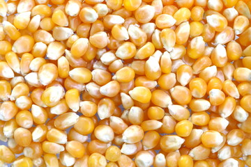 Multi-kernel corn, uncooked corn for popcorn making