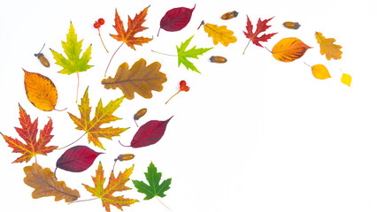 Autumn colorful leaves as well as acorns and rowan twigs on a white background. Concept of the...