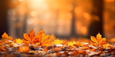Naklejka na ściany i meble autumn leaves in the forest, Beautiful autumn leaves outdoors on sunny day, space for text. Bokeh effect background 