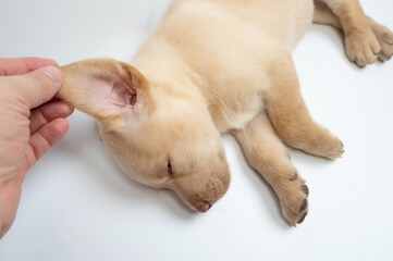Clean labrador puppy ear